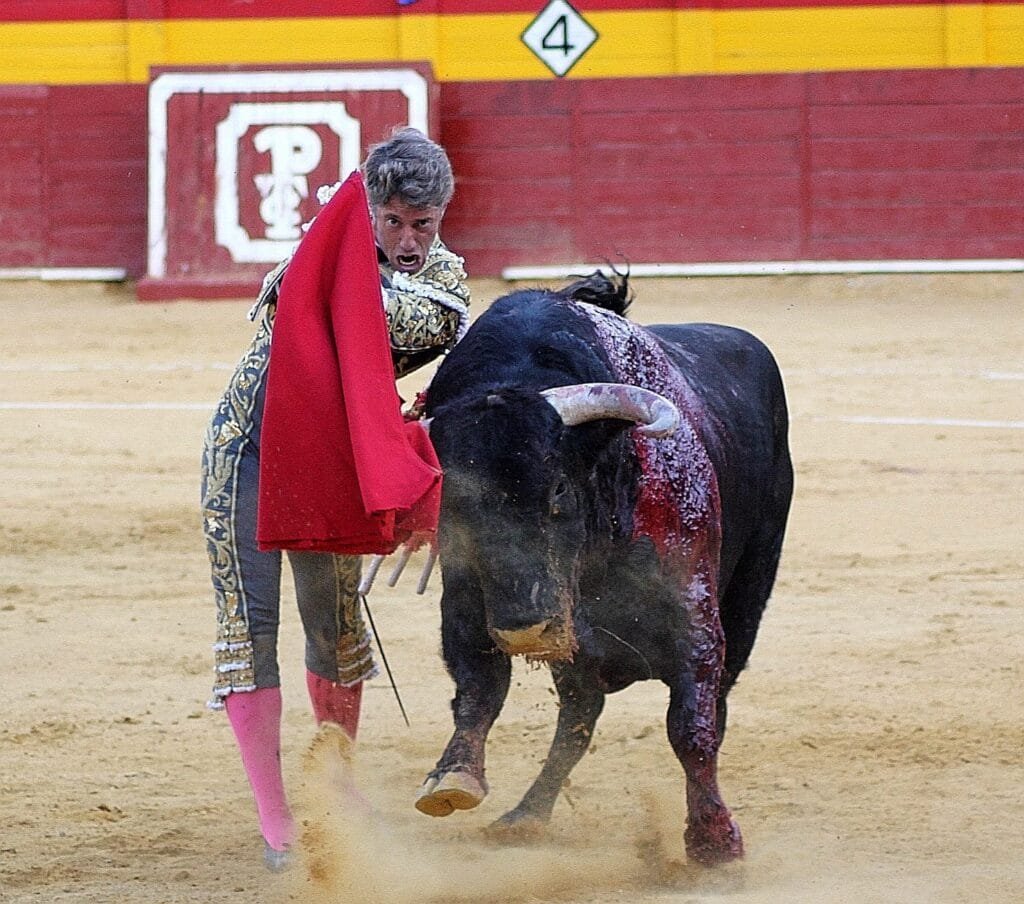 Se indulta un toro por primera vez en la Plaza de Toros de Calatayud 3 6233800C F48B 4C9C A7BD 418DF7A6F92C