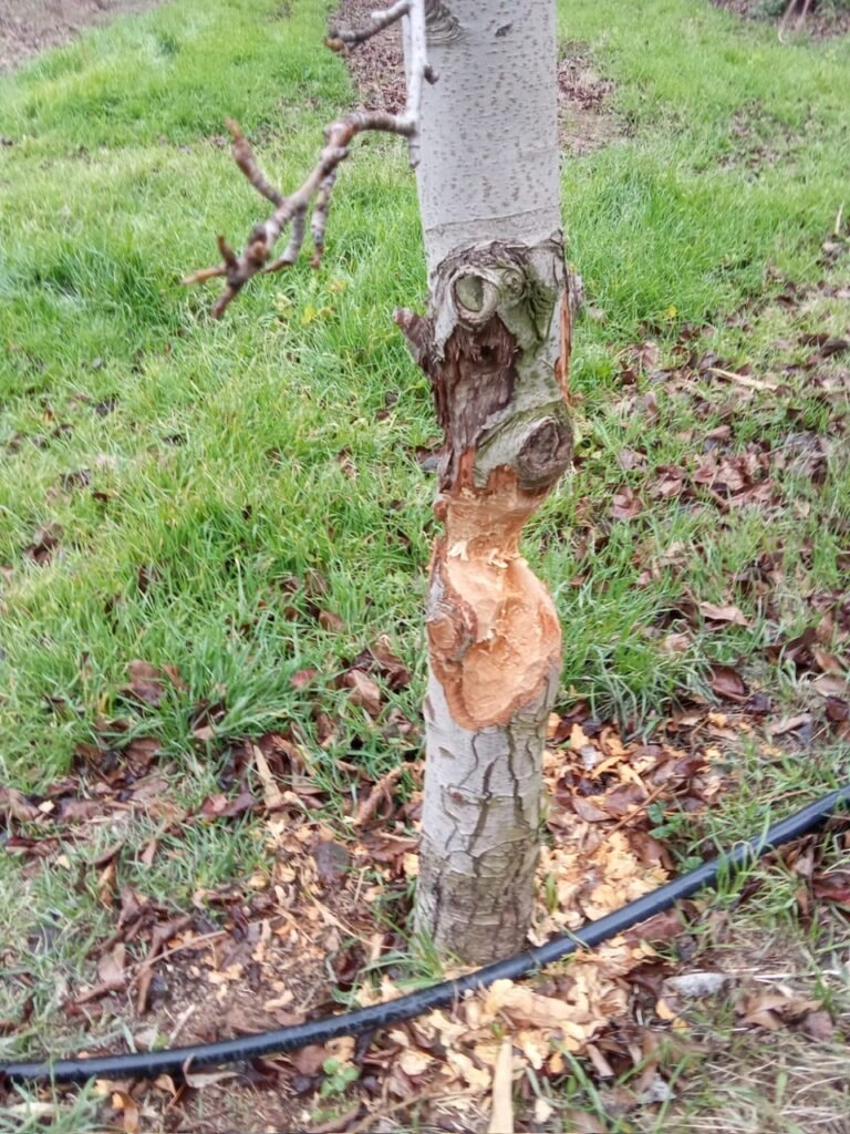 f3aaa36b ee29 4101 9efa 2730ff5a056e