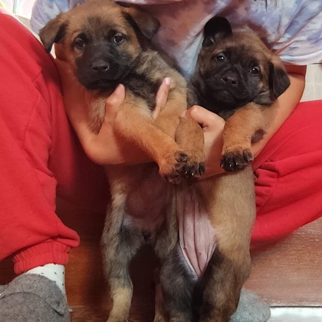 Se busca familia para los cinco cachorros de pastor belga que fueron abandonados el pasado domingo en Calatayud 2 IMG 7369