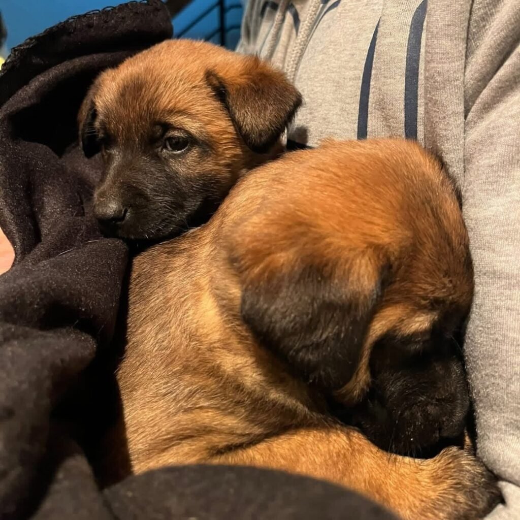 Se busca familia para los cinco cachorros de pastor belga que fueron abandonados el pasado domingo en Calatayud 3 IMG 7370