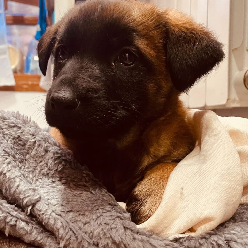 Se busca familia para los cinco cachorros de pastor belga que fueron abandonados el pasado domingo en Calatayud 4 IMG 7372
