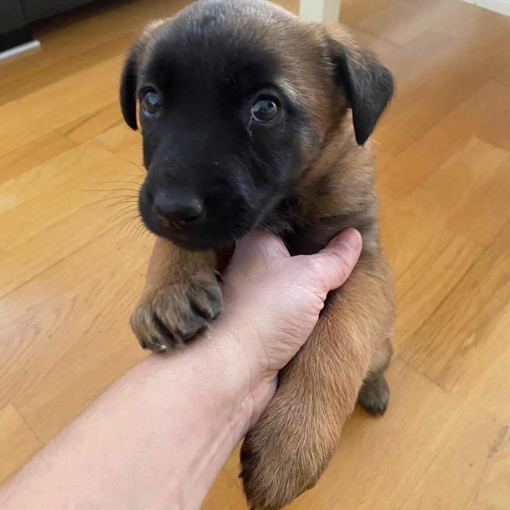 Se busca familia para los cinco cachorros de pastor belga que fueron abandonados el pasado domingo en Calatayud 5 IMG 7373