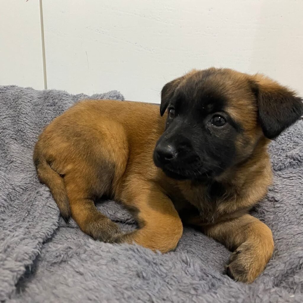 Se busca familia para los cinco cachorros de pastor belga que fueron abandonados el pasado domingo en Calatayud 6 IMG 7374