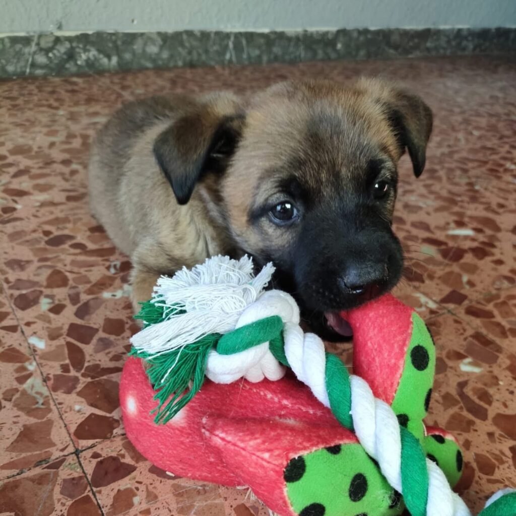 Se busca familia para los cinco cachorros de pastor belga que fueron abandonados el pasado domingo en Calatayud 7 IMG 7375