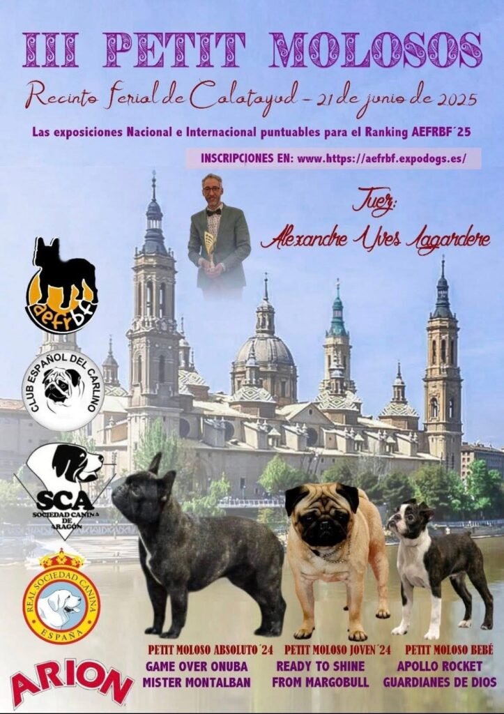 Calatayud acoge este fin de semana las exposiciones caninas nacional e internacional con más de mil perros como protagonistas 2 IMG 0166