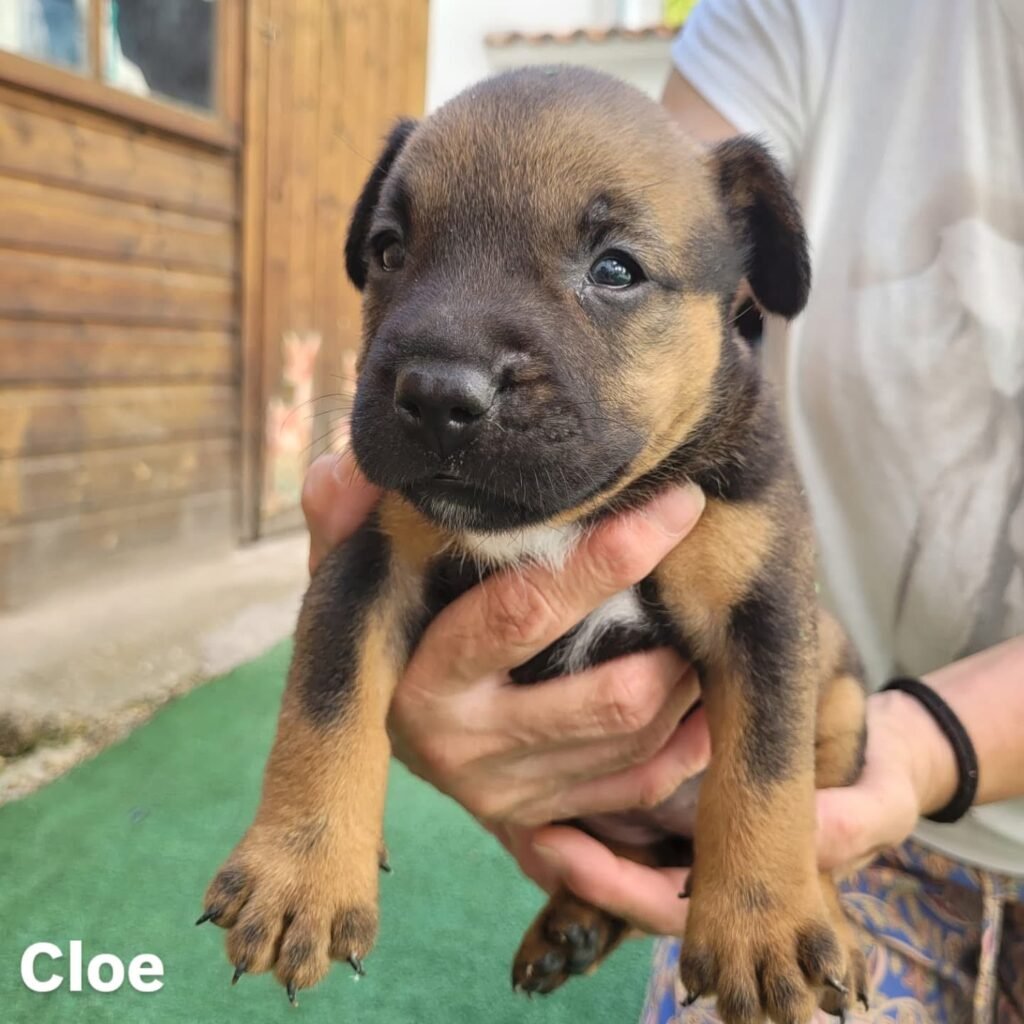 Tres cachorros y su madre, que fueron abandonados en Calatayud, buscan familia: conoce aquí todos los detalles 2 IMG 2289