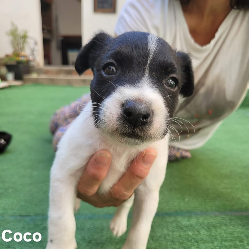 Tres cachorros y su madre, que fueron abandonados en Calatayud, buscan familia: conoce aquí todos los detalles 3 IMG 2290
