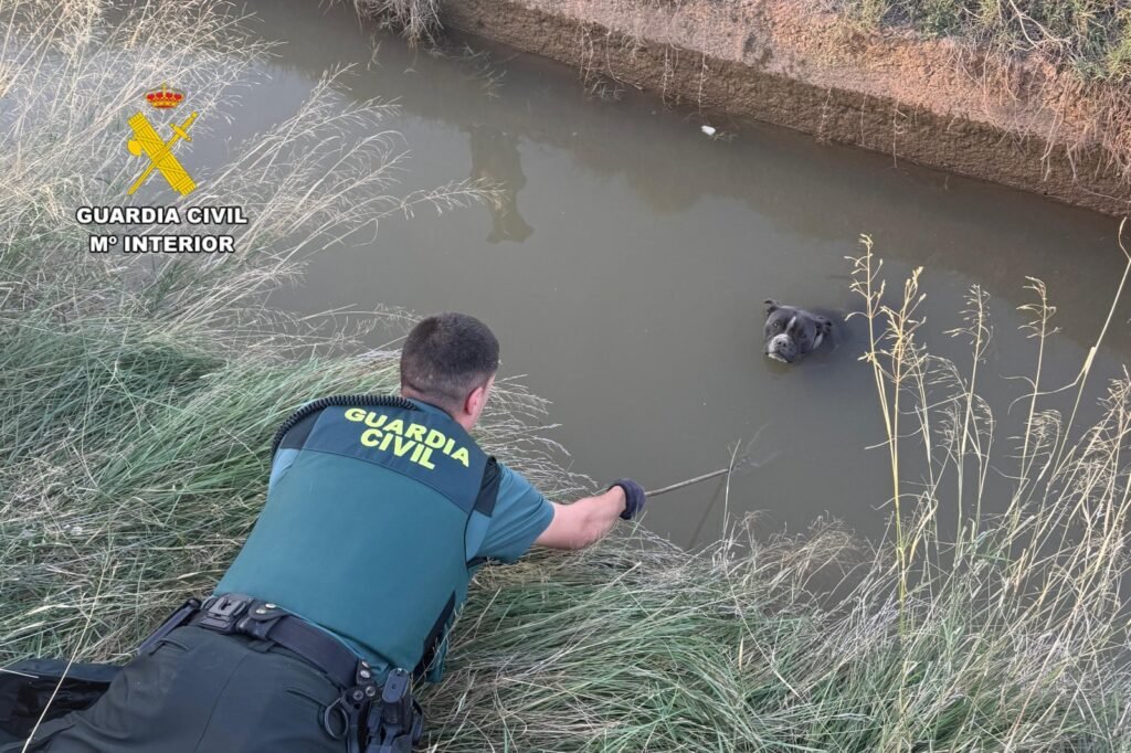 Agentes de la Guardia Civil de Brea de Aragón rescatan a un perro de raza Pitbull del interior de una acequia en La Almunia de Doña Godina 2 c894aa21 f5ca 483b a7a2 457e0db0a93c