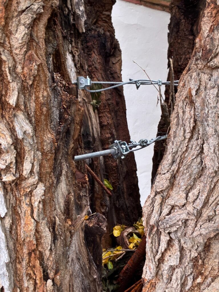 Una solución de ingeniería para conservar la morera de Peitas, en el Camino de las Cruces de Calatayud: sus ramas se han fraccionado y corrían el riesgo de partir el tronco 3 b7dc4adc f71e 4d17 a968 8fe4125aee4e