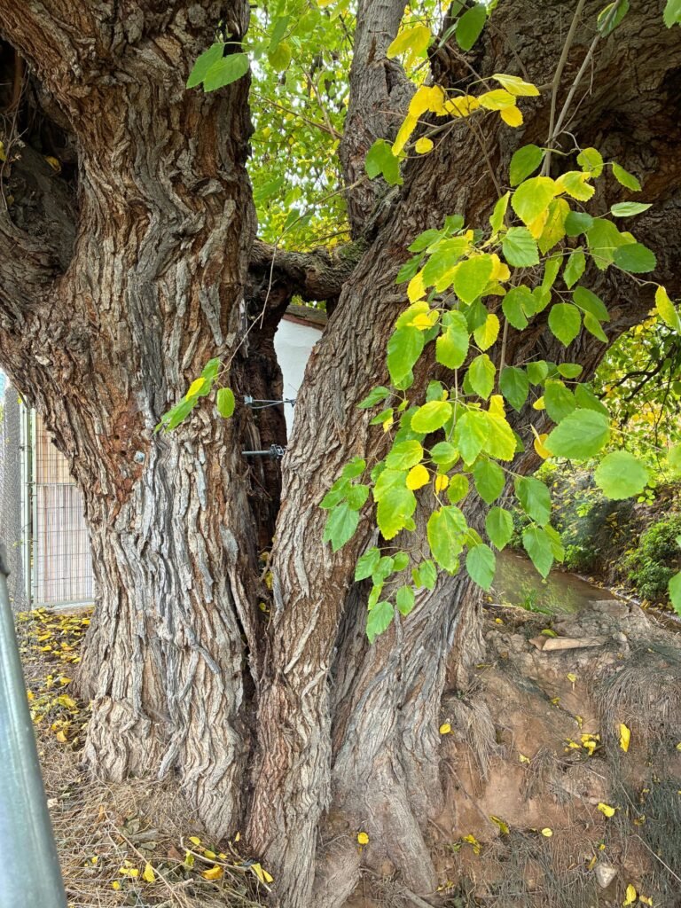 Una solución de ingeniería para conservar la morera de Peitas, en el Camino de las Cruces de Calatayud: sus ramas se han fraccionado y corrían el riesgo de partir el tronco 2 ea9447c1 0bf8 419e a924 c5d2eb5984c0